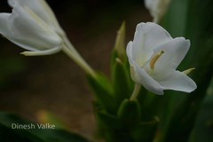 Hedychium coronarium